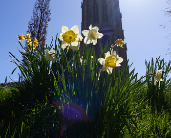 Louth Daffodils 1.jpg